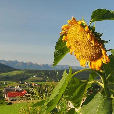 Domek alpejski Loft&hill Grywald